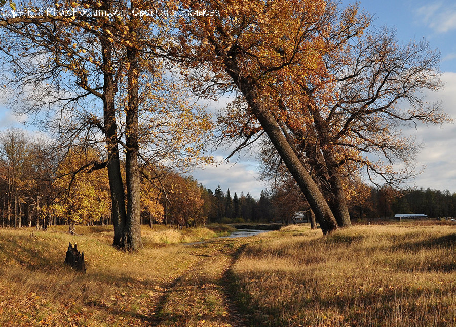 Field, Grass, Grassland, Land, Outdoors