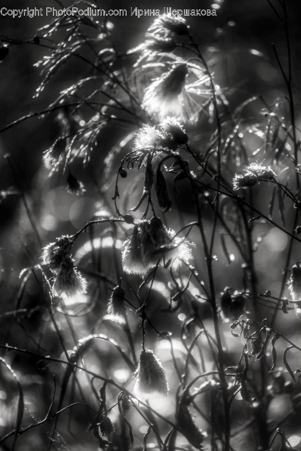 Lighting, Plant, Water, Conifer, Fir