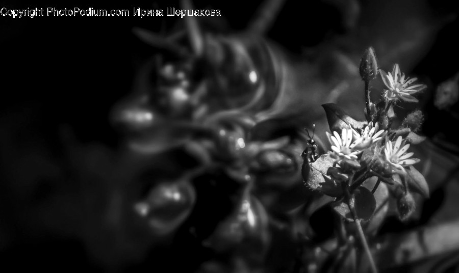 Blossom, Flora, Flower, Plant, Aster