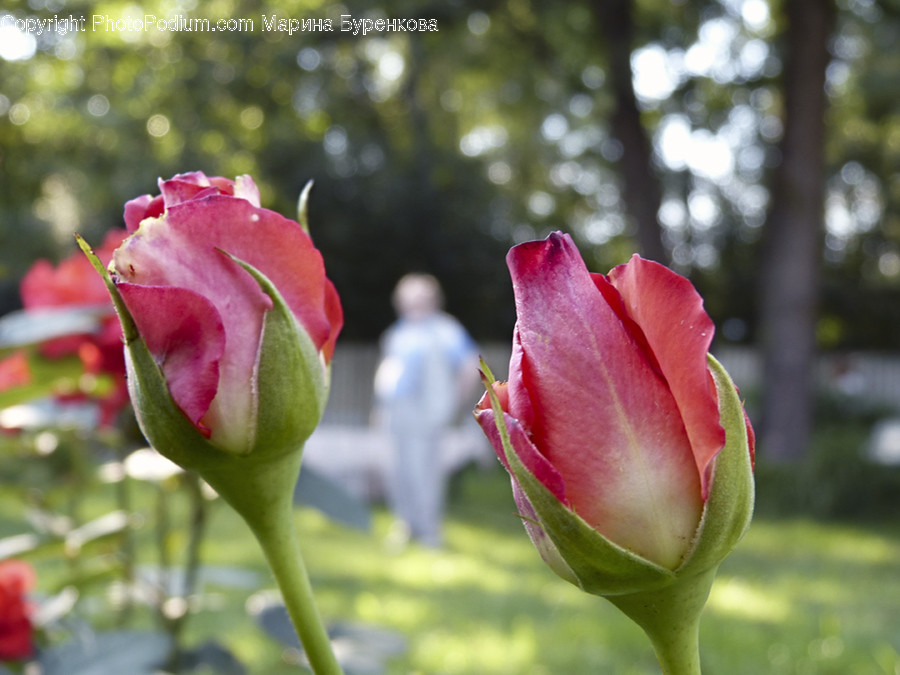 Bud, Plant, Blossom, Flower, Rose