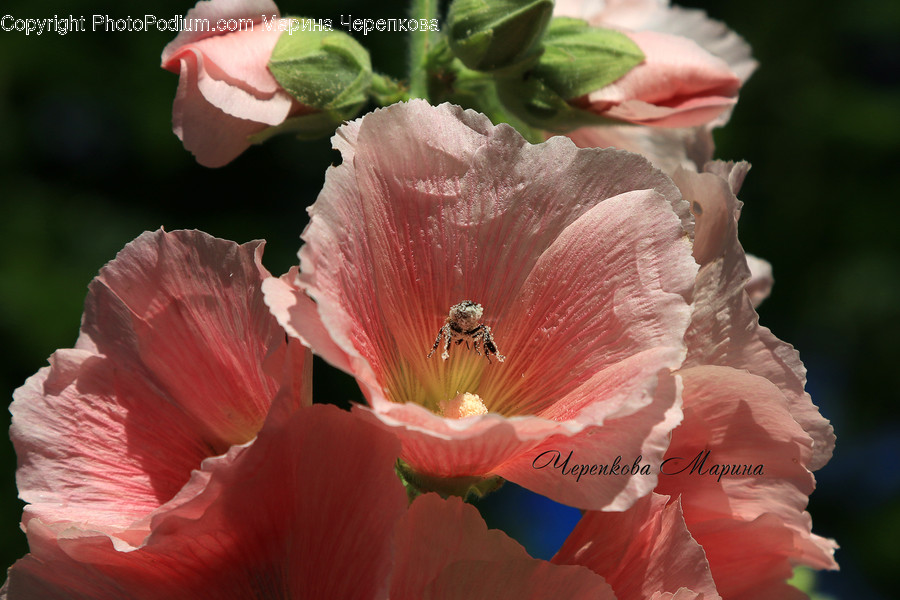 Flora, Flower, Gladiolus, Plant, People