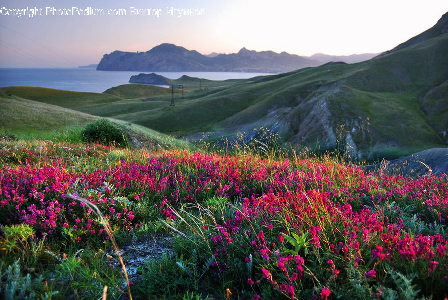 Blossom, Flora, Flower, Geranium, Plant