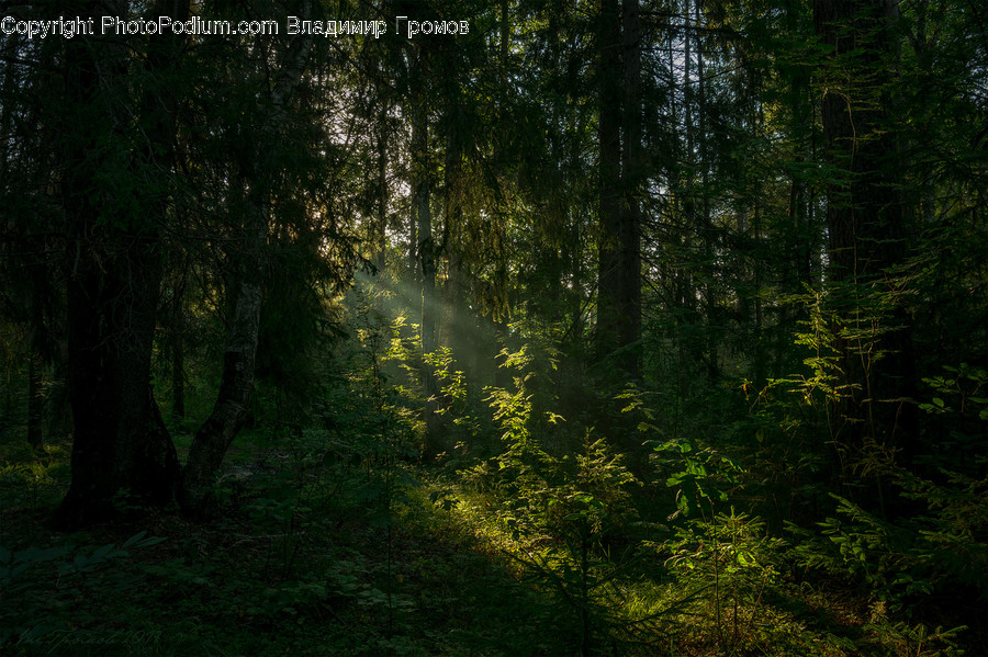 Forest, Vegetation, Flare, Light, Sunlight