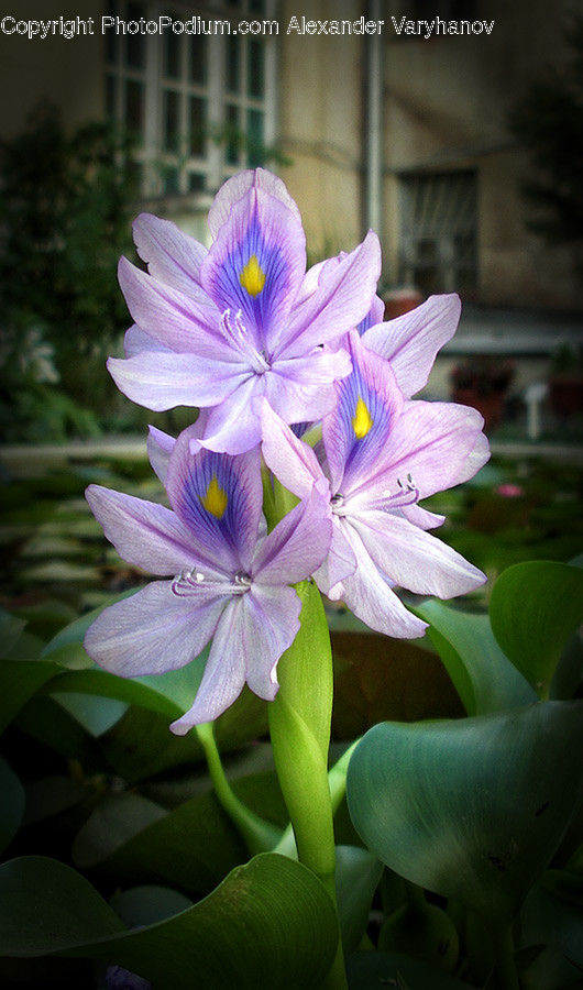 Blossom, Flora, Flower, Geranium, Plant