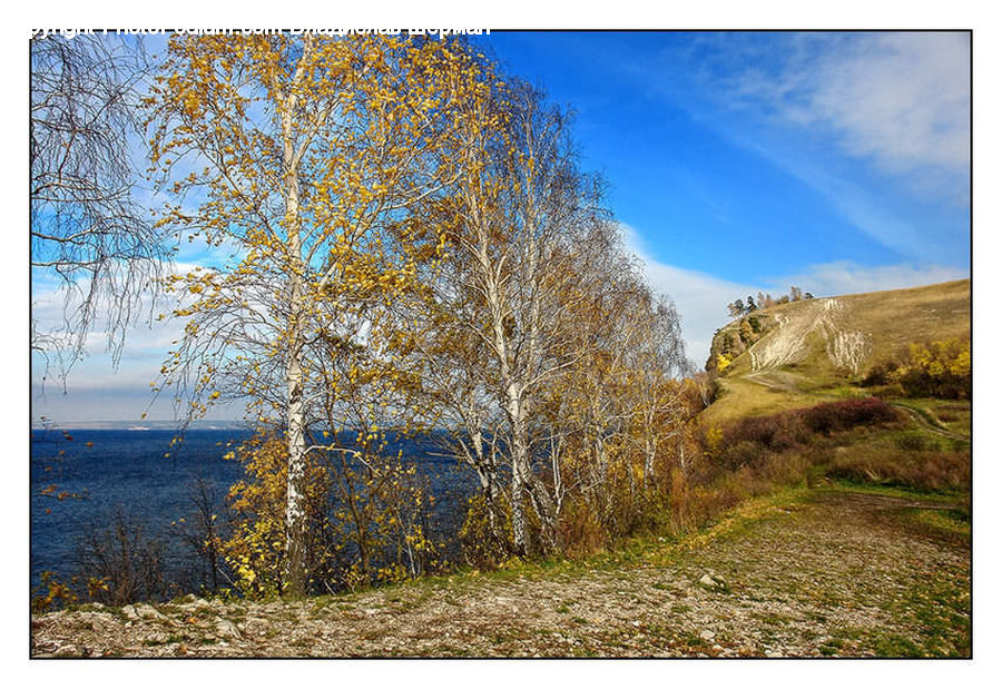 Birch, Tree, Wood, Dirt Road, Gravel, Road, Field