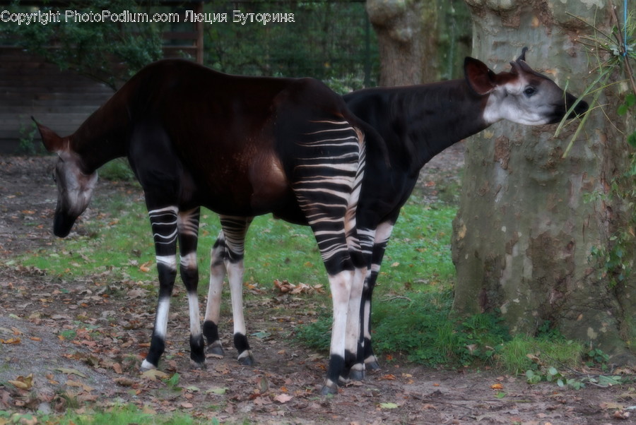 Animal, Colt Horse, Foal, Horse, Mammal
