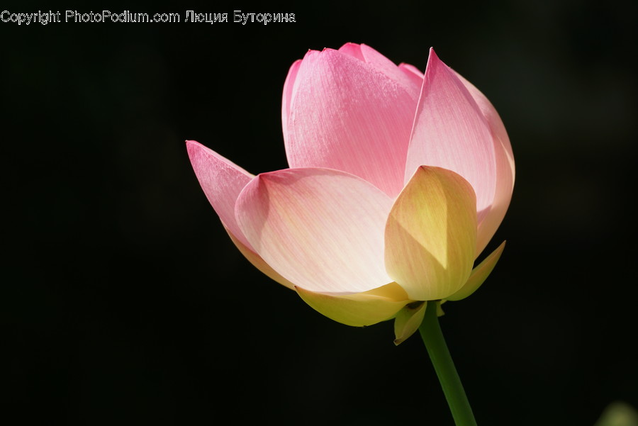 Blossom, Flora, Flower, Plant, Tulip