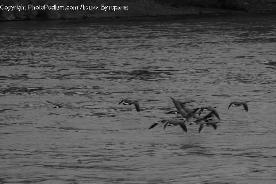 Albatross, Bird, Seagull, Waterfowl, Pelican
