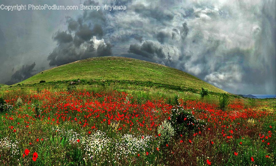Countryside, Hill, Outdoors, Blossom, Flora