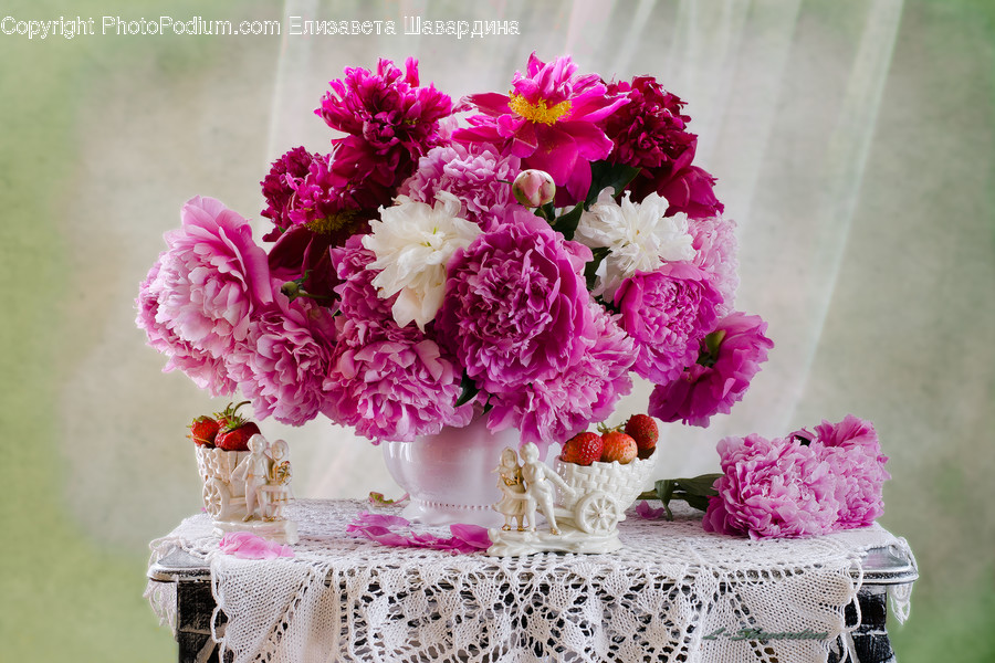 Blossom, Flower, Peony, Plant, Carnation