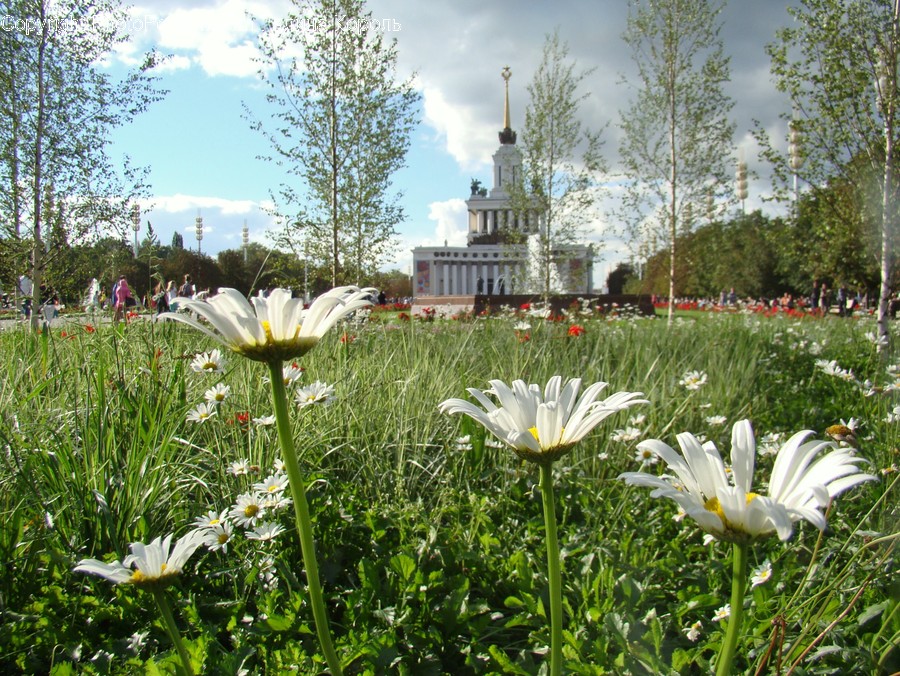 Blossom, Daffodil, Flora, Flower, Plant