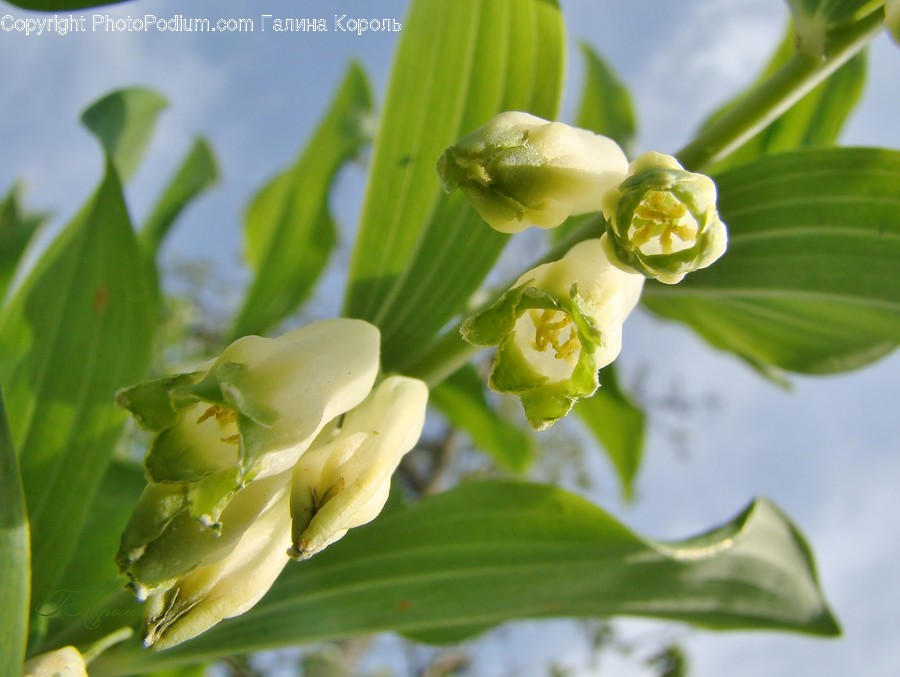 Blossom, Flora, Flower, Plant, Gladiolus