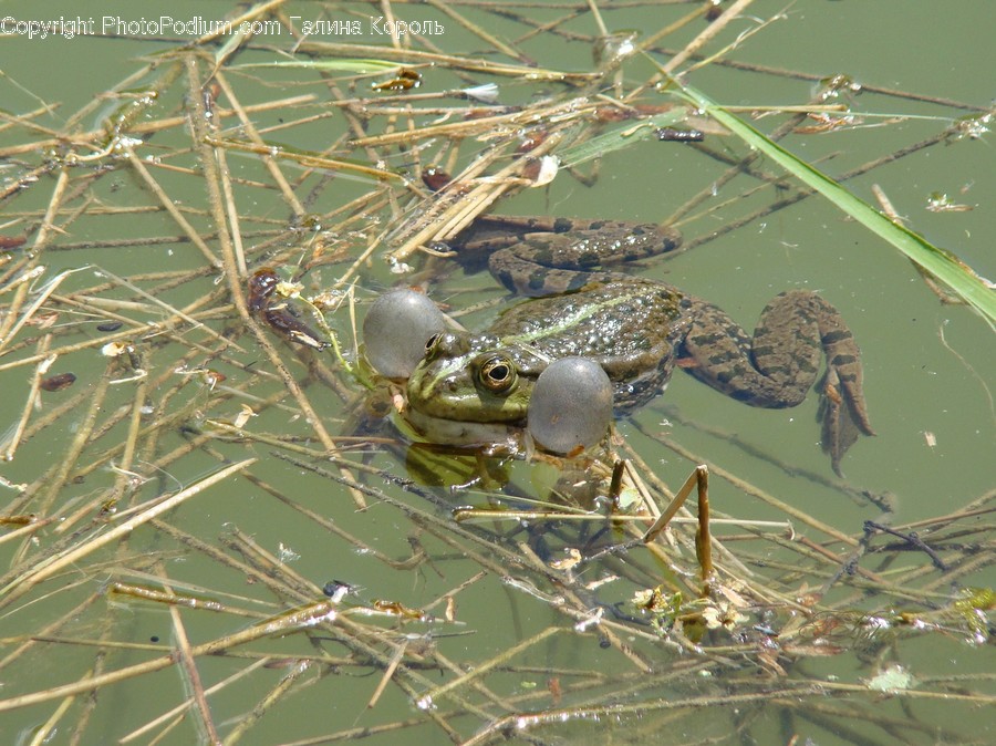 Amphibian, Wildlife, Arachnid, Garden Spider, Insect