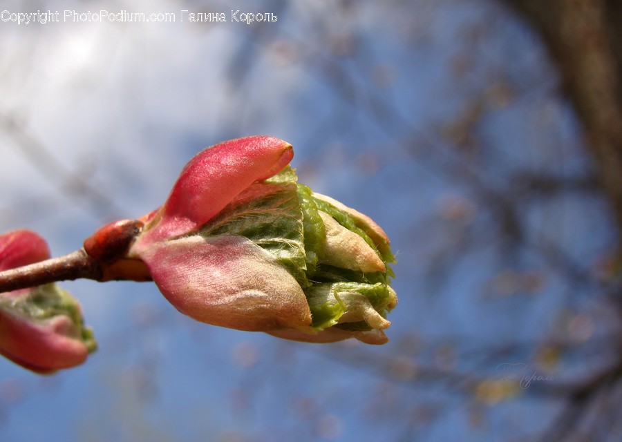 Bud, Plant, Carrot, Root, Vegetable