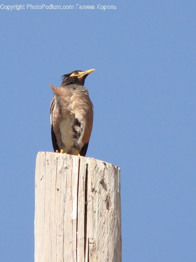 Bird, Wren, Head, Portrait, Blue Jay