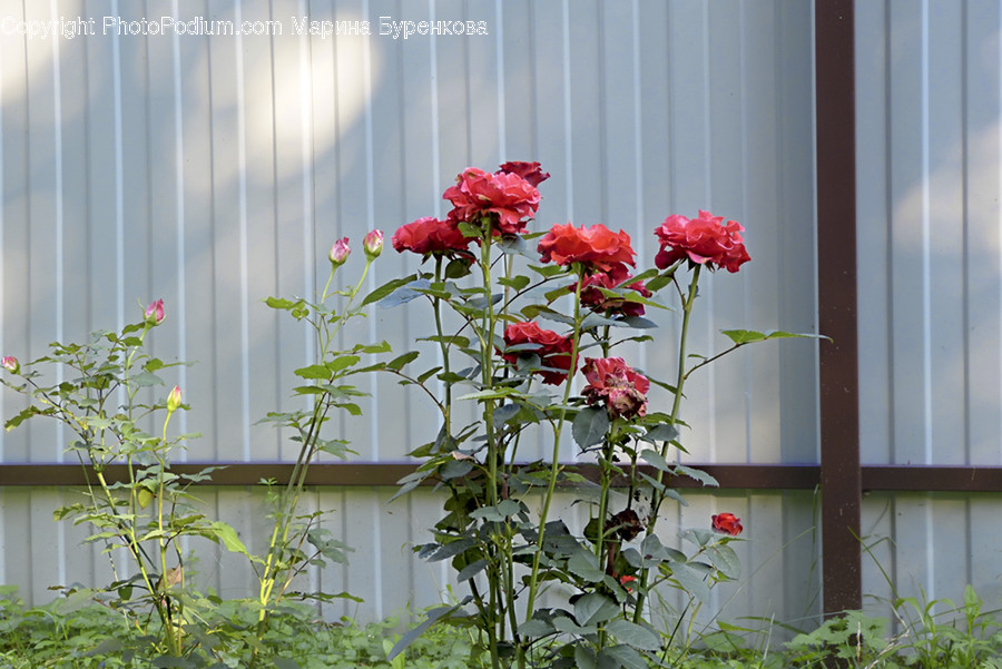 Plant, Potted Plant, Blossom, Flora, Flower