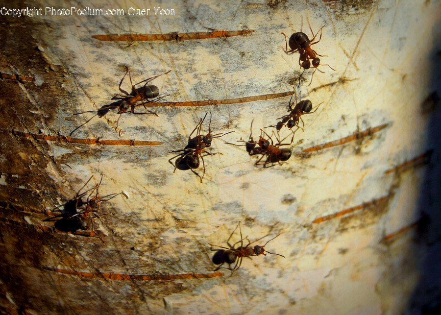Ant, Insect, Invertebrate, Cockroach, Asilidae