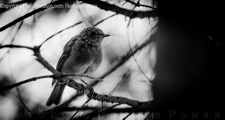 Bird, Sparrow, Finch, Accipiter, Wren