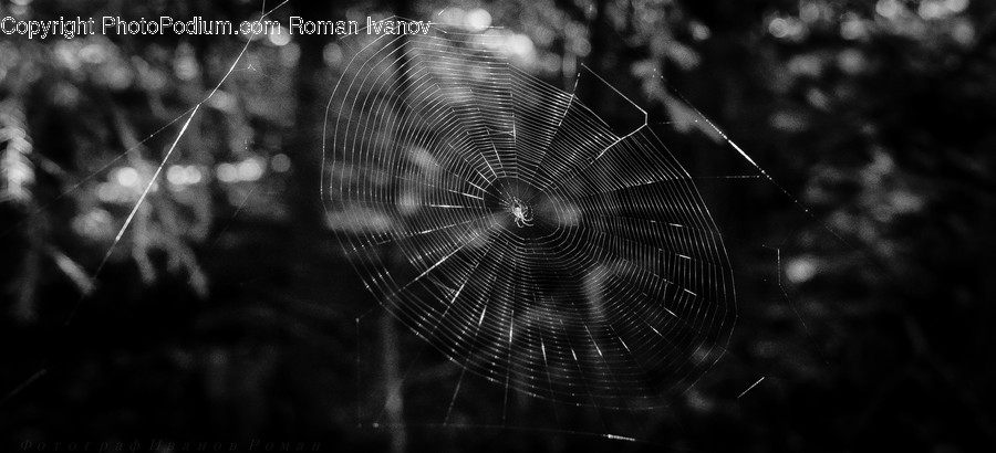 Insect, Spider Web, Arachnid, Argiope, Garden Spider