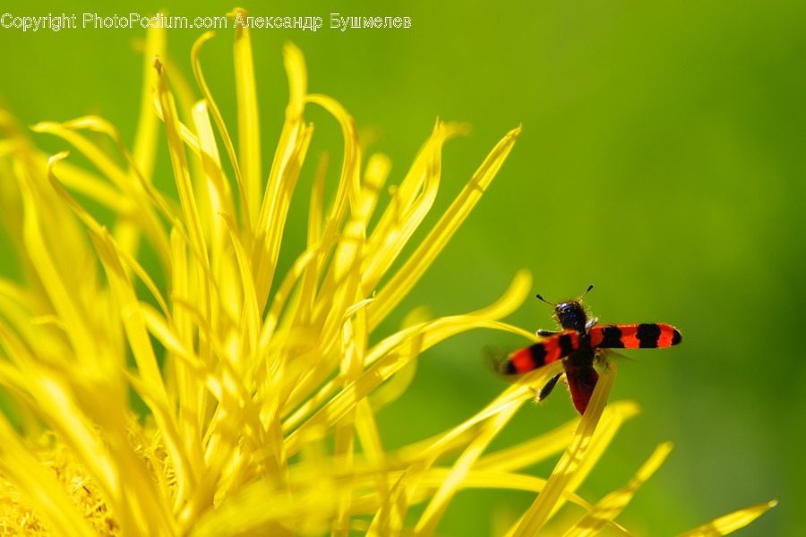 Flora, Pollen, Insect, Invertebrate, Bee