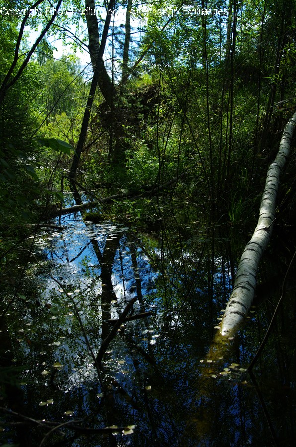 Birch, Tree, Wood, Forest, Vegetation