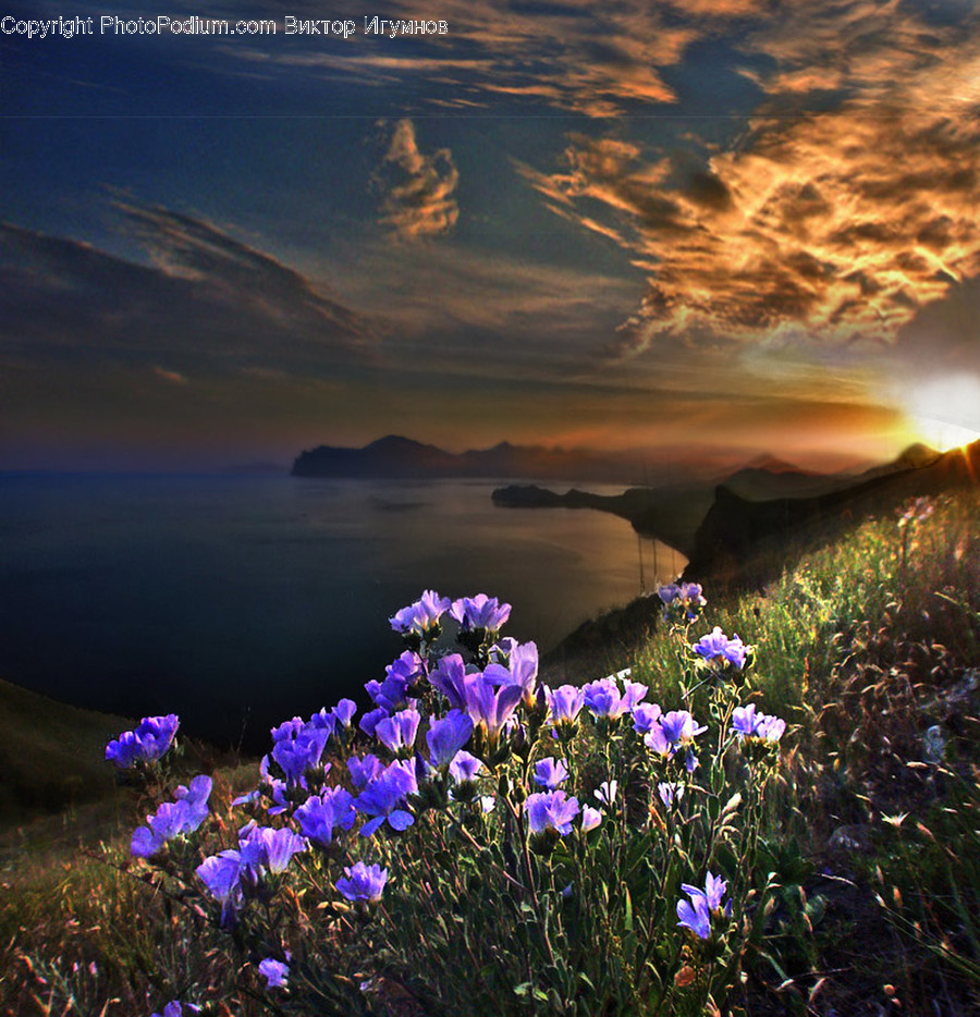 Blossom, Crocus, Flora, Flower, Plant
