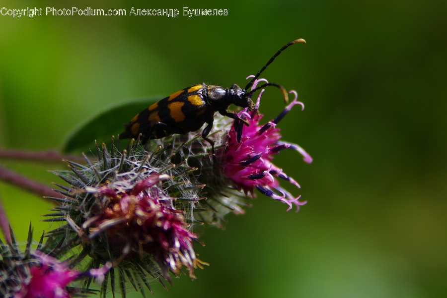 Flora, Flower, Plant, Thistle, Weed