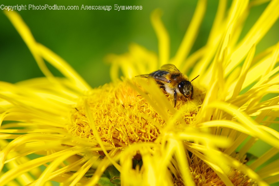 Bee, Insect, Invertebrate, Apidae, Bumblebee