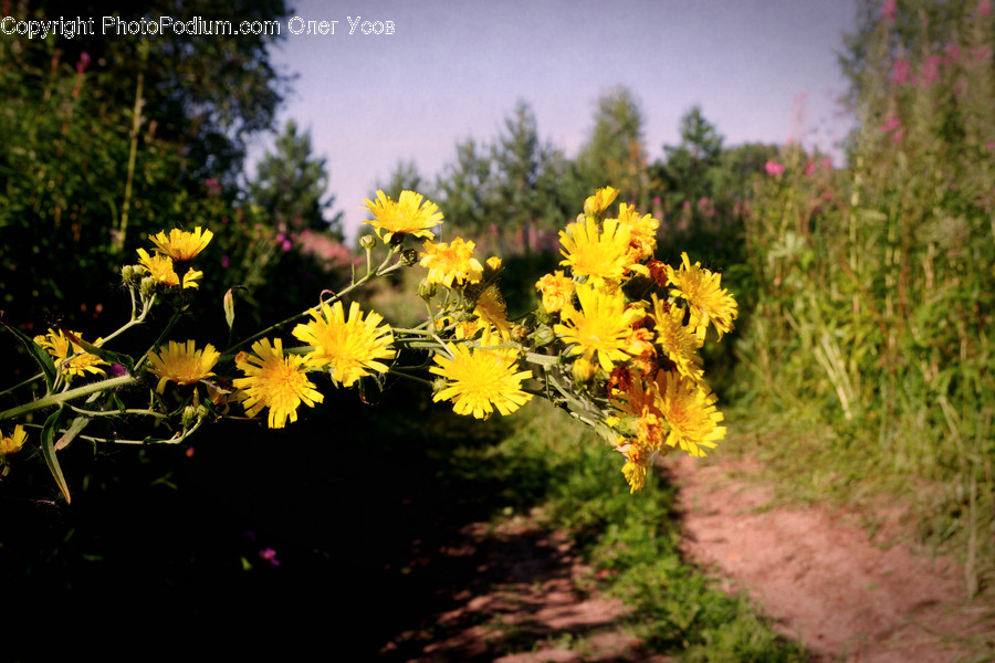 Daisies, Daisy, Flower, Plant, Blossom