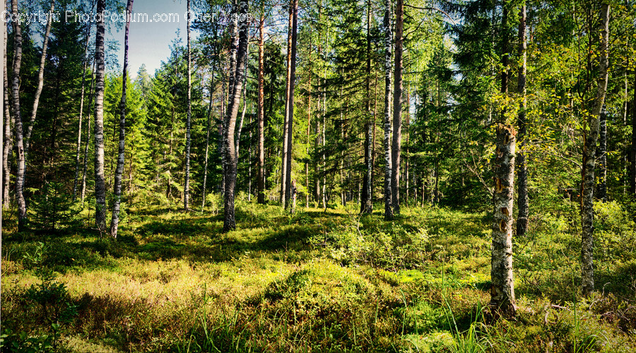 Forest, Vegetation, Birch, Tree, Wood
