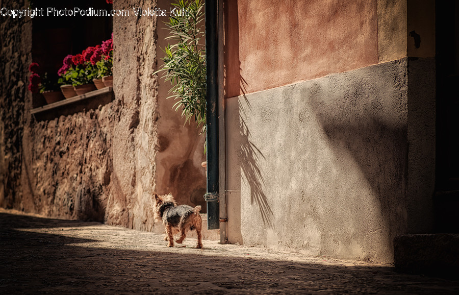 Airedale, Animal, Canine, Dog, Mammal