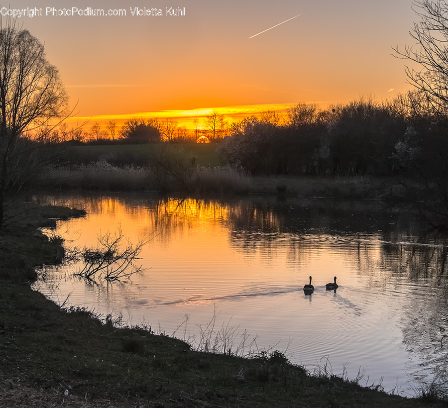 Land, Marsh, Outdoors, Swamp, Water