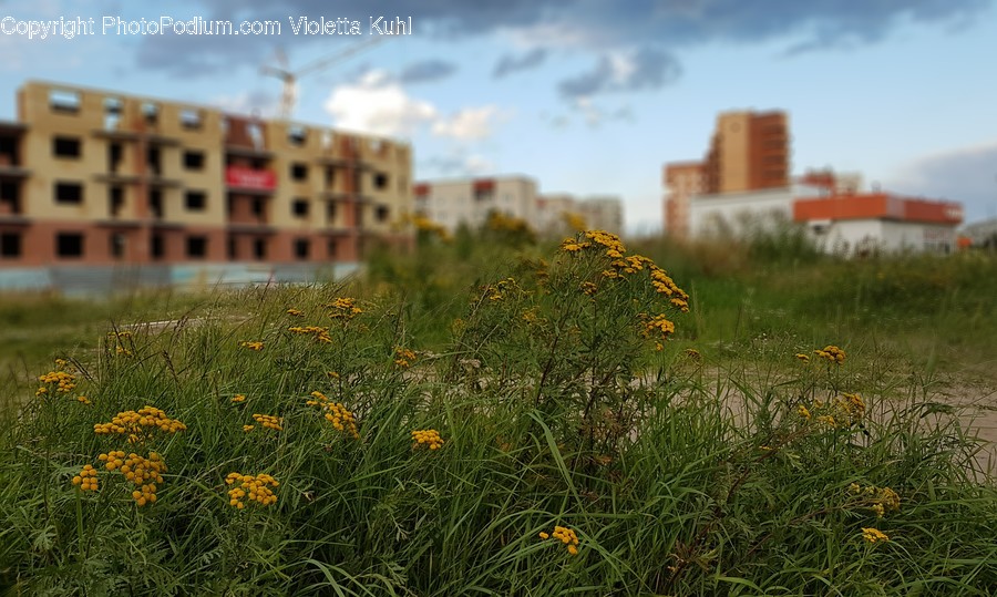 Field, Grass, Grassland, Plant, Land