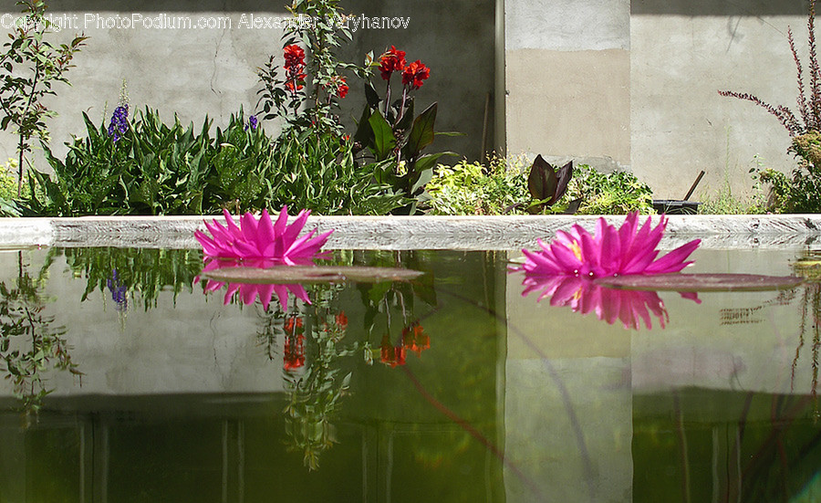 Plant, Potted Plant, Weed, Flower Arrangement, Ikebana