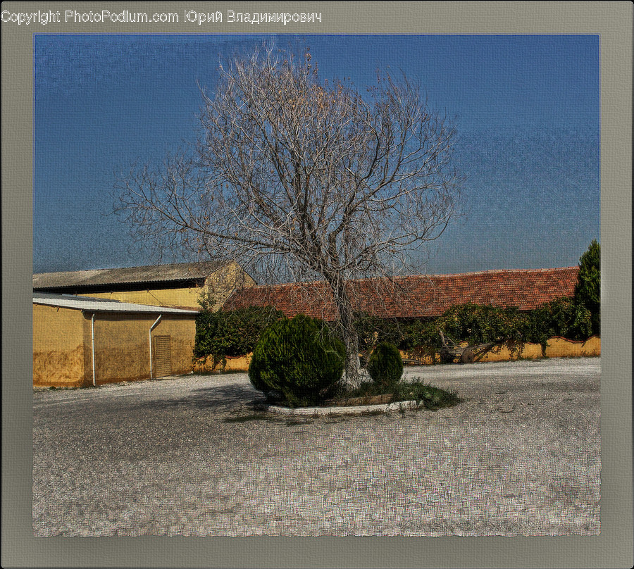 Bush, Plant, Vegetation, Conifer, Fir
