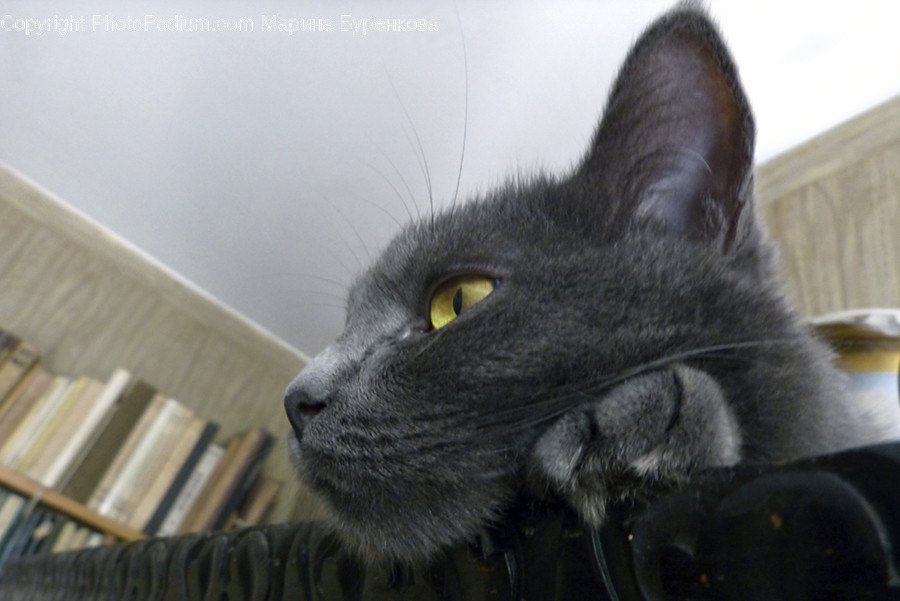 Animal, Black Cat, Cat, Mammal, Pet