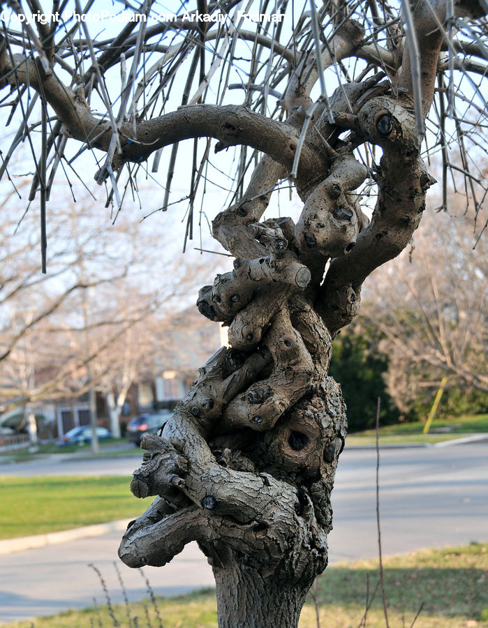 Art, Gargoyle, Statue, Birch, Tree, Wood, Modern Art