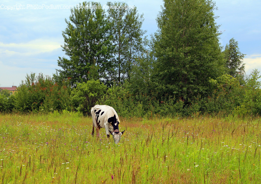 Field, Grass, Grassland, Land, Outdoors