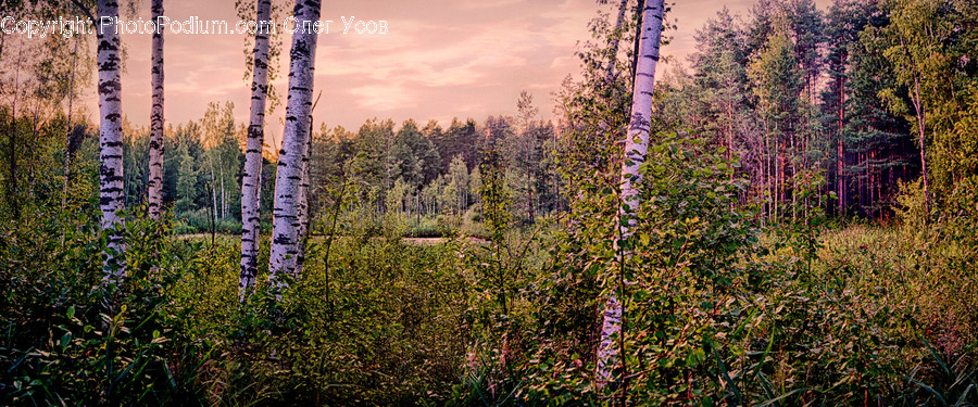 Birch, Tree, Wood, Forest, Vegetation