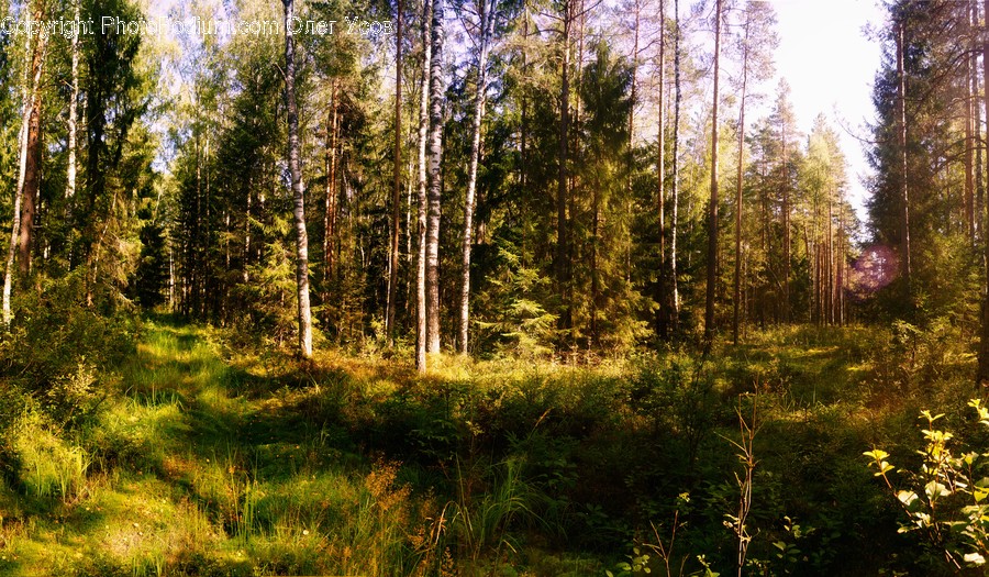 Forest, Vegetation, Plant, Conifer, Fir