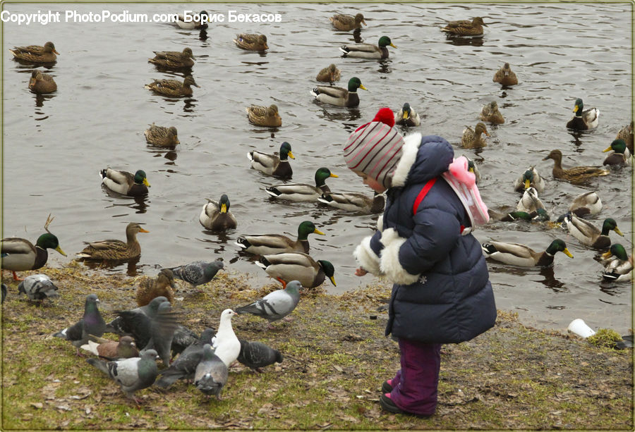 Human, People, Person, Bird, Pigeon, Duck, Mallard