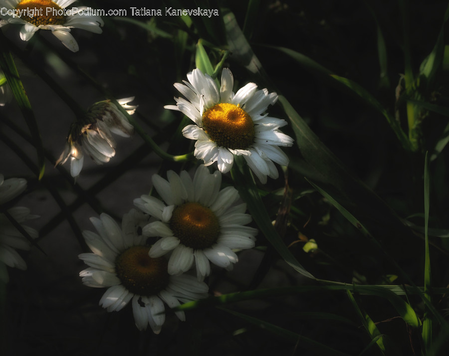 Daisies, Daisy, Flower, Plant, Potted Plant