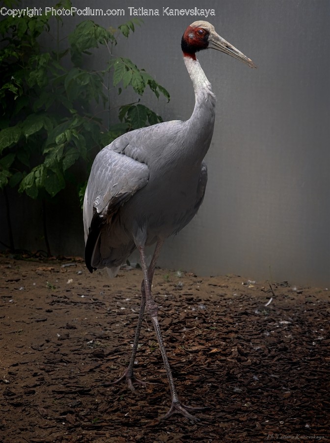 Bird, Crane Bird, Heron, Stork, Plant