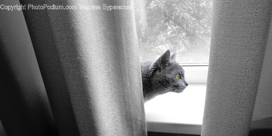 Animal, Curtain, Home Decor, Adorable, Cat