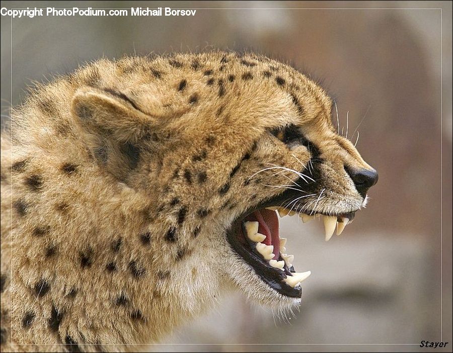 Animal, Leopard, Wildlife, Lion, Snow Leopard