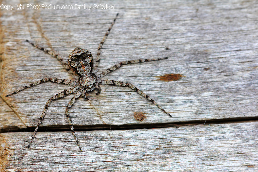 Arachnid, Garden Spider, Insect, Invertebrate, Spider