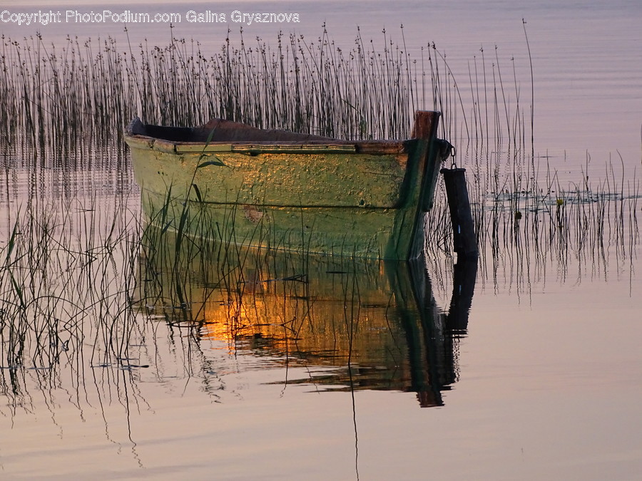 Water, Grass, Plant, Reed, Birch