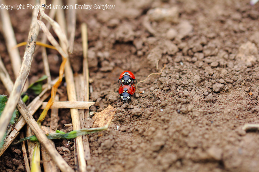 Soil, Dung Beetle, Insect, Invertebrate, Bee Eater