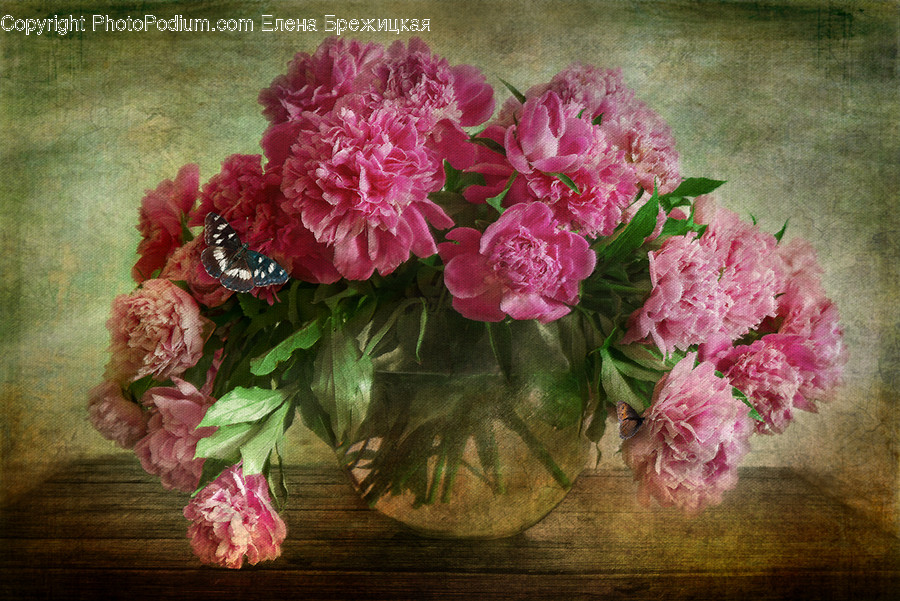 Blossom, Flower, Peony, Plant, Carnation
