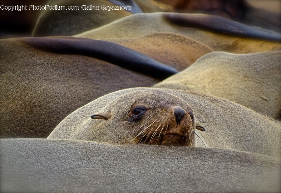 Animal, Mammal, Sea Life, Sea Lion, Seal